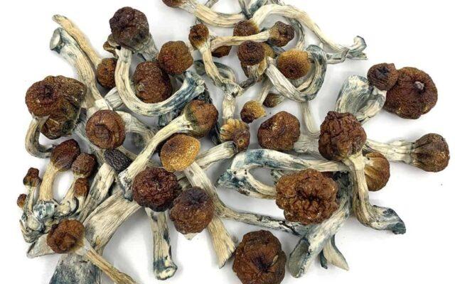 buy psychedelics online
